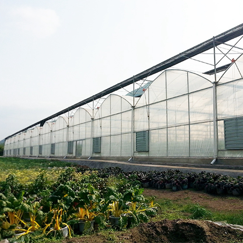 tropical sawtooth greenhouse  multi span green house plastic shed for mushroom