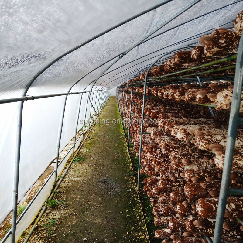 hot galvanized steel pipe mushroom growing shelves for greenhouse farming