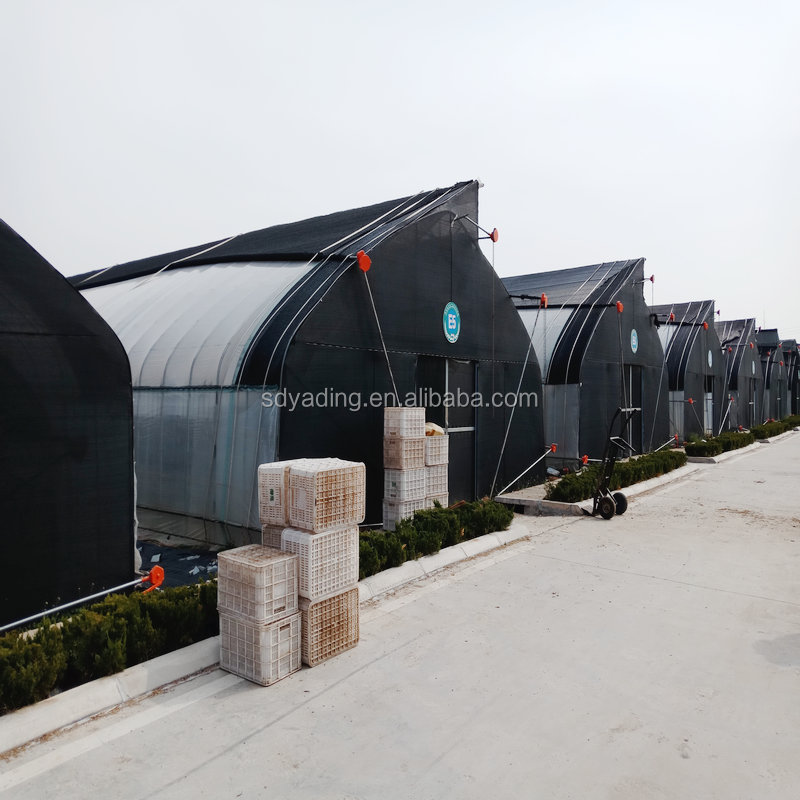 hot galvanized steel pipe mushroom growing shelves for greenhouse farming