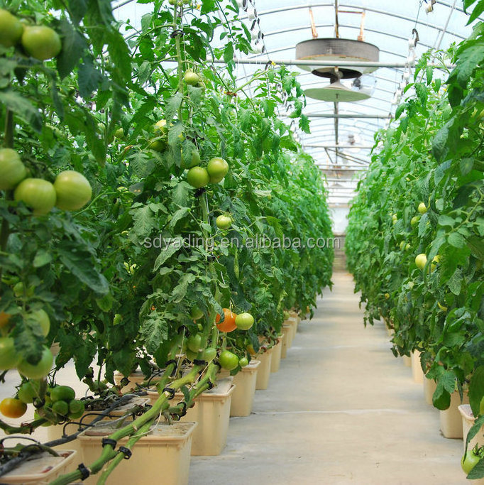 dutch bucket hydroponics system greenhouse for tomatoes