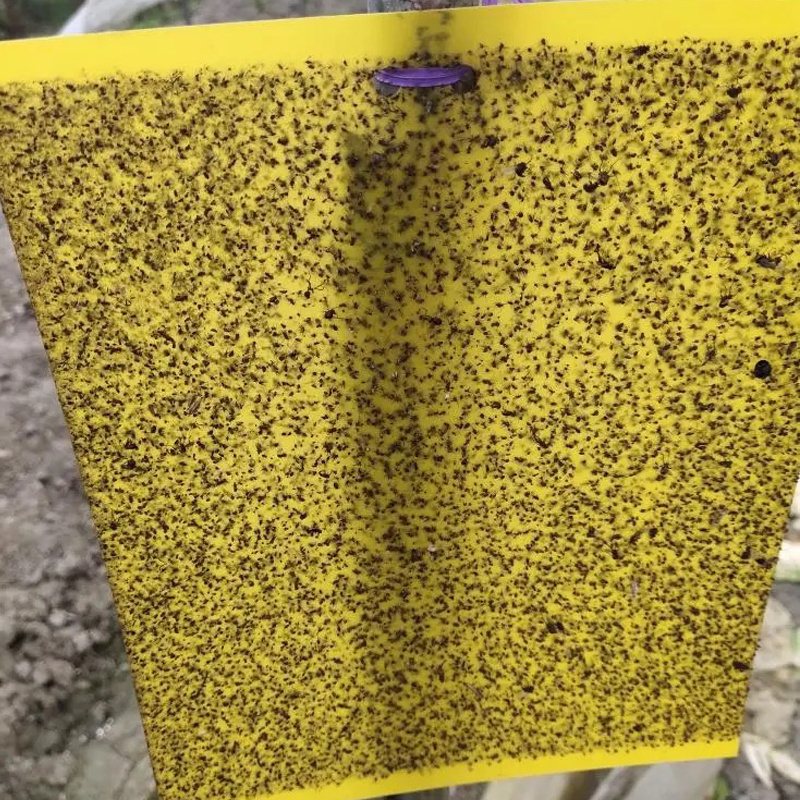 China Quality Greenhouse Orchard Hanging Yellow Sticky Trap Insect Glue Board Trap Flying Insect Catching Control Sticker