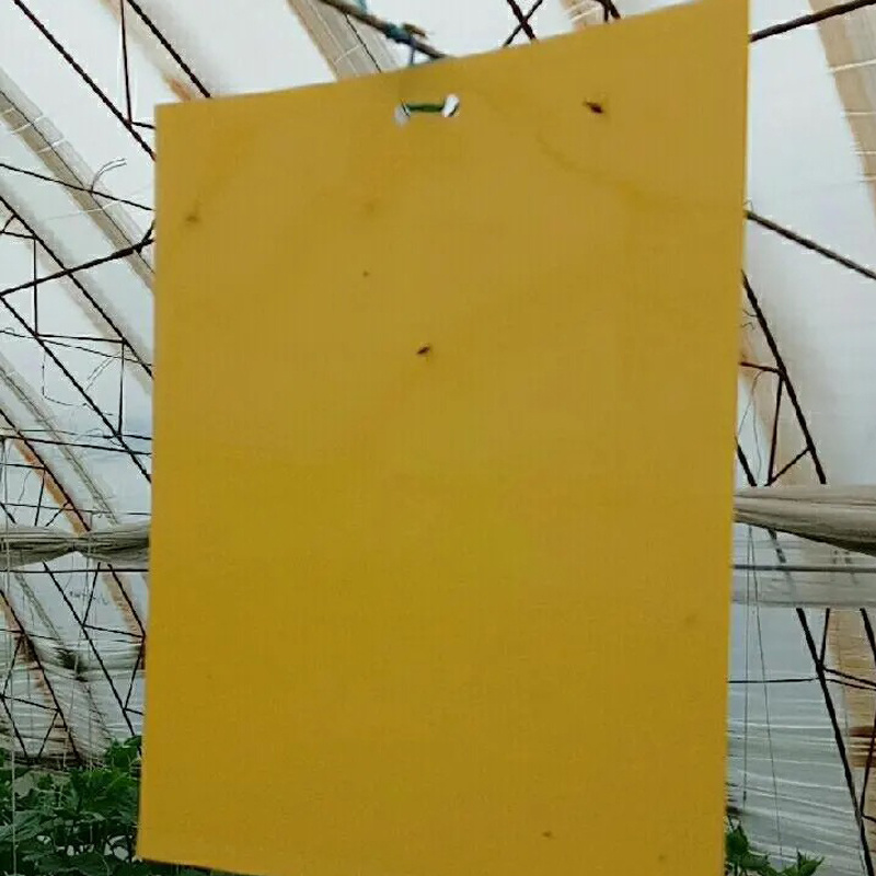 China Quality Greenhouse Orchard Hanging Yellow Sticky Trap Insect Glue Board Trap Flying Insect Catching Control Sticker