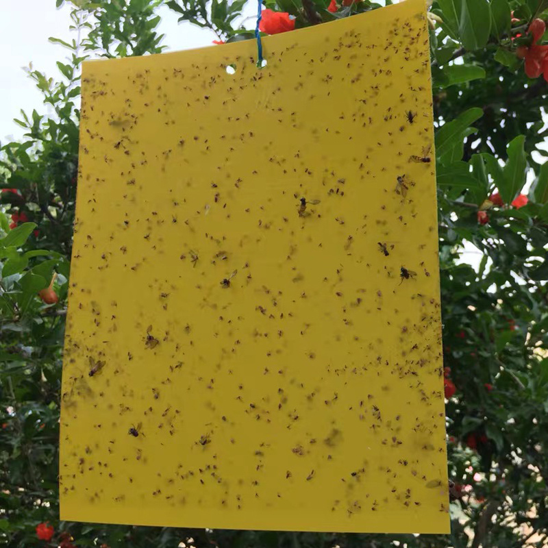 China Quality Greenhouse Orchard Hanging Yellow Sticky Trap Insect Glue Board Trap Flying Insect Catching Control Sticker