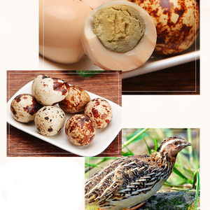 New Arrival egg shipping foam precooked and ready to be eaten quail eggs