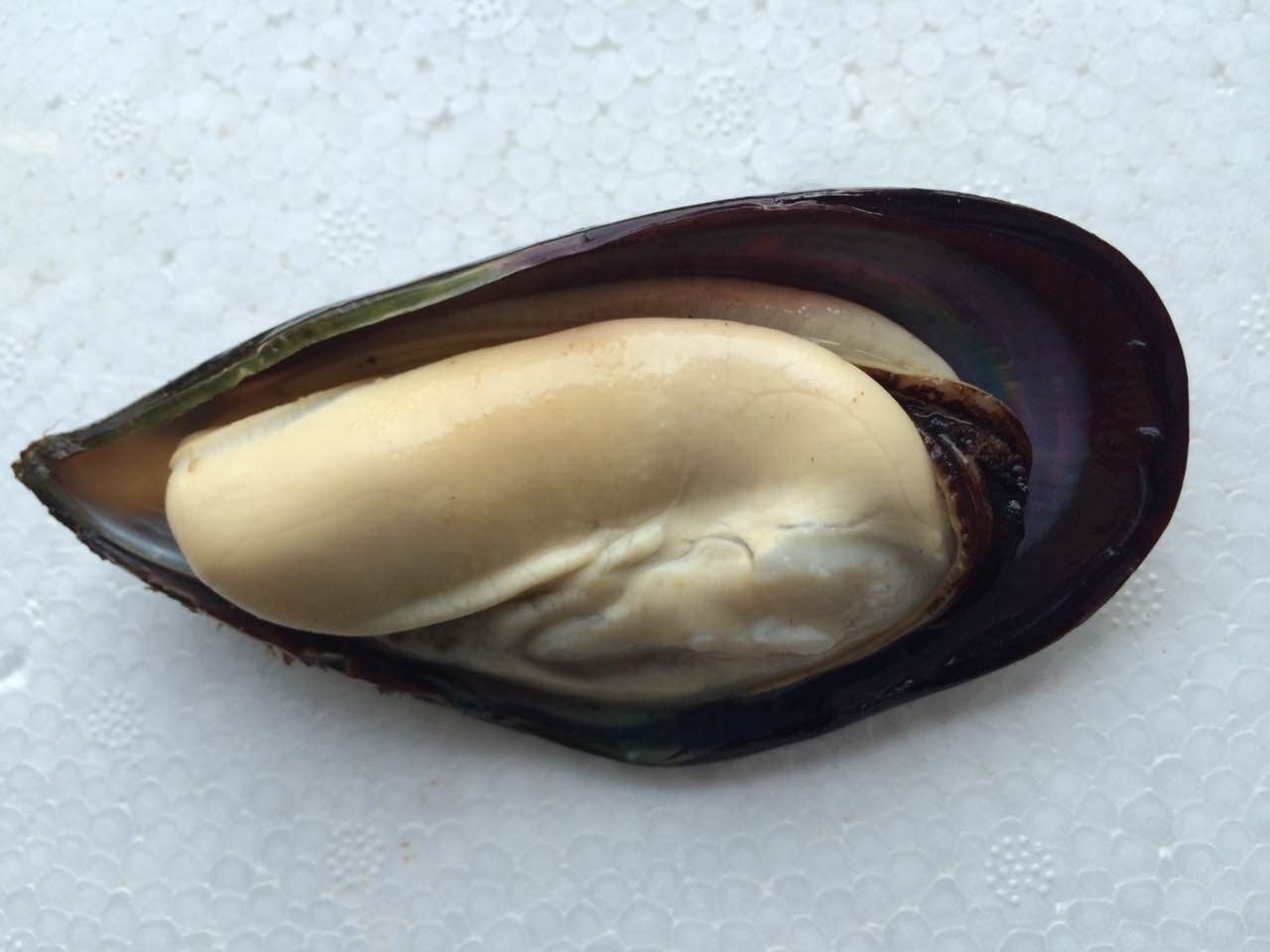 frozen cooked mussel with half shell