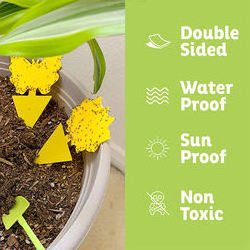 Searea Sticky Fruit Fly Traps and Fungus Gnat Trap Killer for Indoor and Outdoor, Protect The Plant, Non-Toxic and Odorless