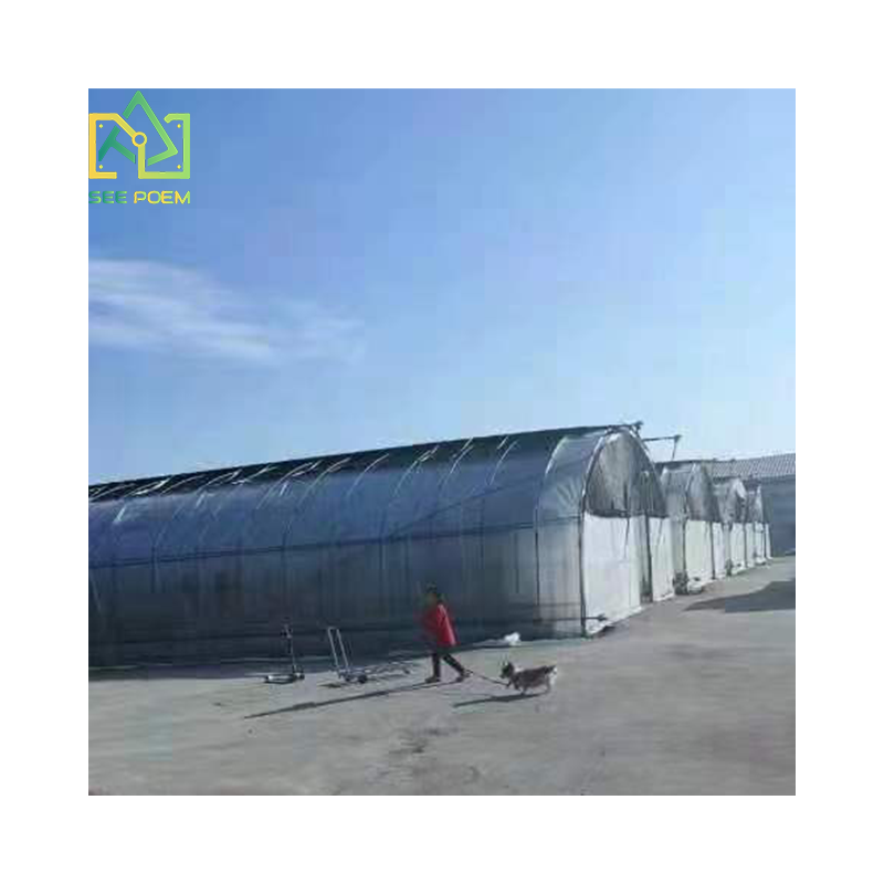 Seepoem farm Mushroom growing greenhouses commercial light dep hoop house