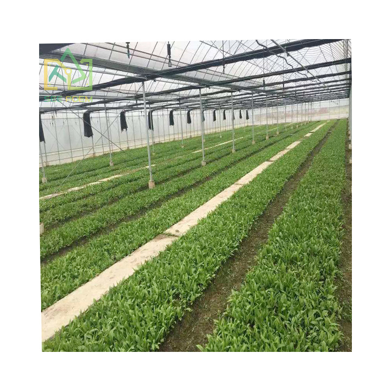 Customized high quality large commercial plant tomato retractable roof greenhouse for tropical climate