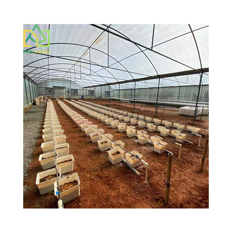 Agriculture Dutch Bucket green houses with irrigation systems