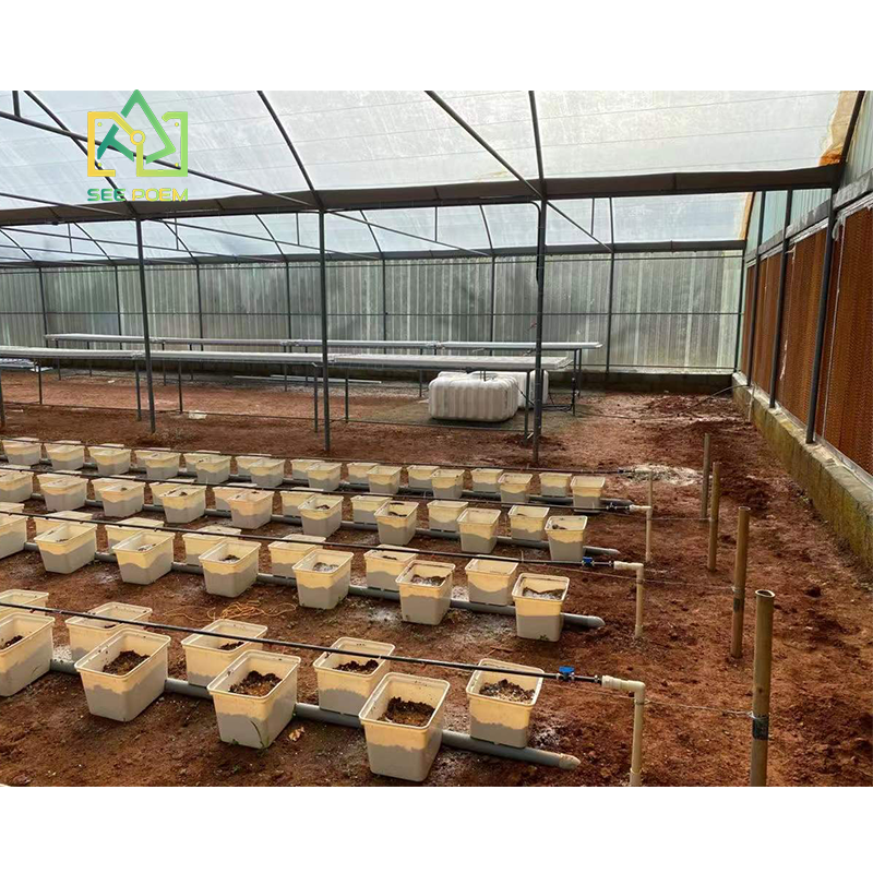 Agriculture Dutch Bucket green houses with irrigation systems