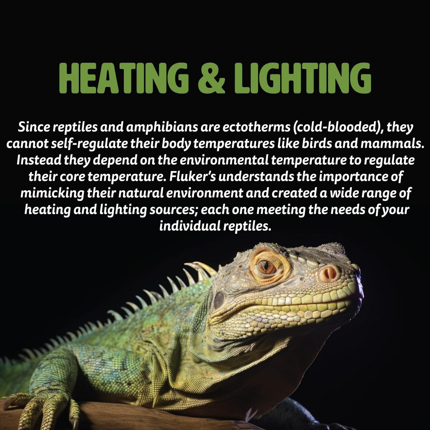 where to buy good quality  Incandescent Basking Spotlight Bulbs for Reptiles, 100 Watt in bulk