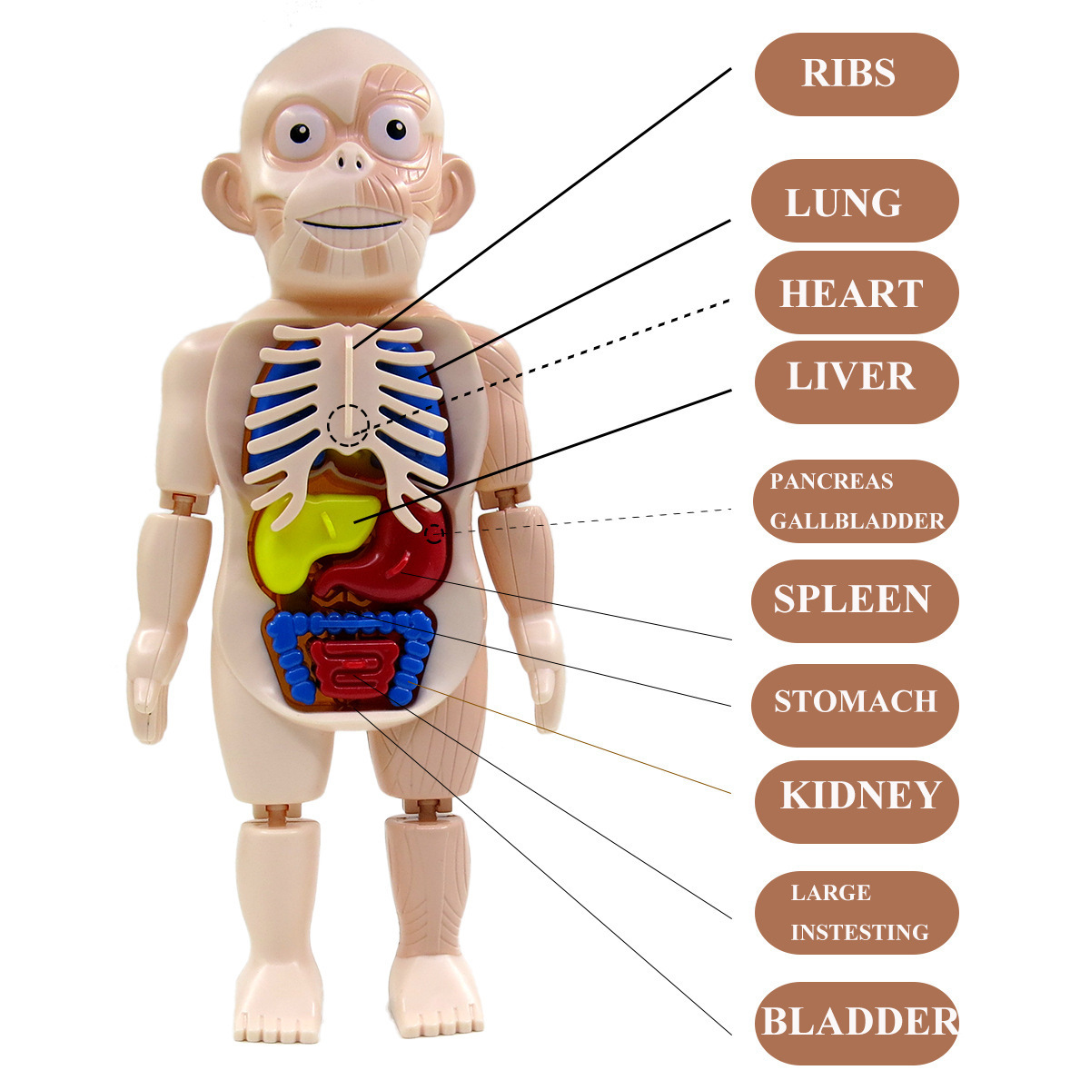 Human Torso Body Model Anatomy Anatomical Medical Internal Organs For Teaching