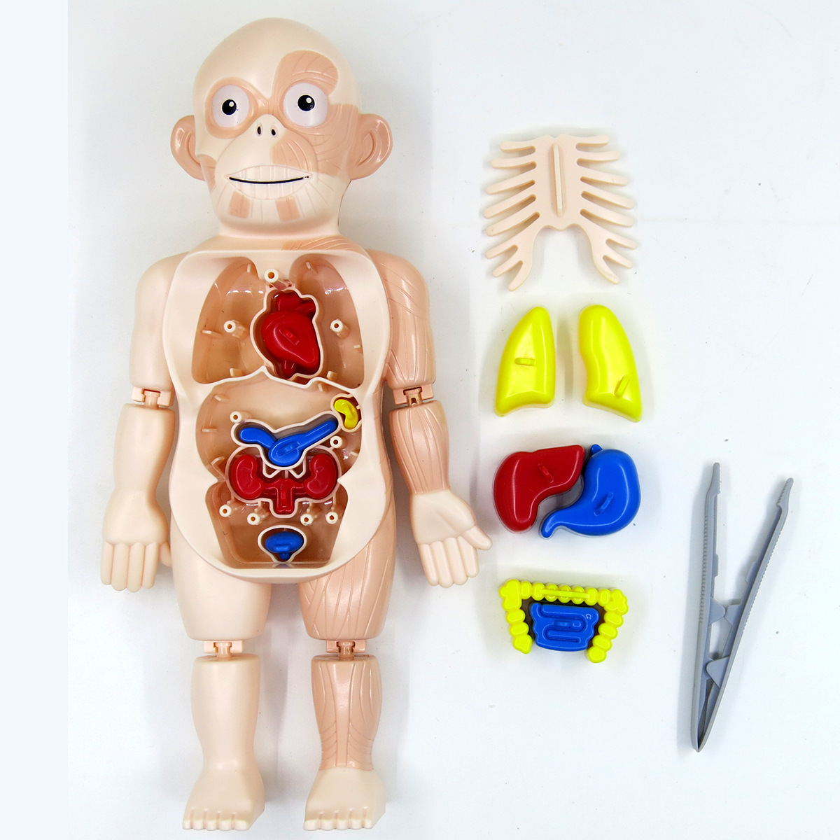 Human Torso Body Model Anatomy Anatomical Medical Internal Organs For Teaching