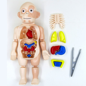 Human Torso Body Model Anatomy Anatomical Medical Internal Organs For Teaching