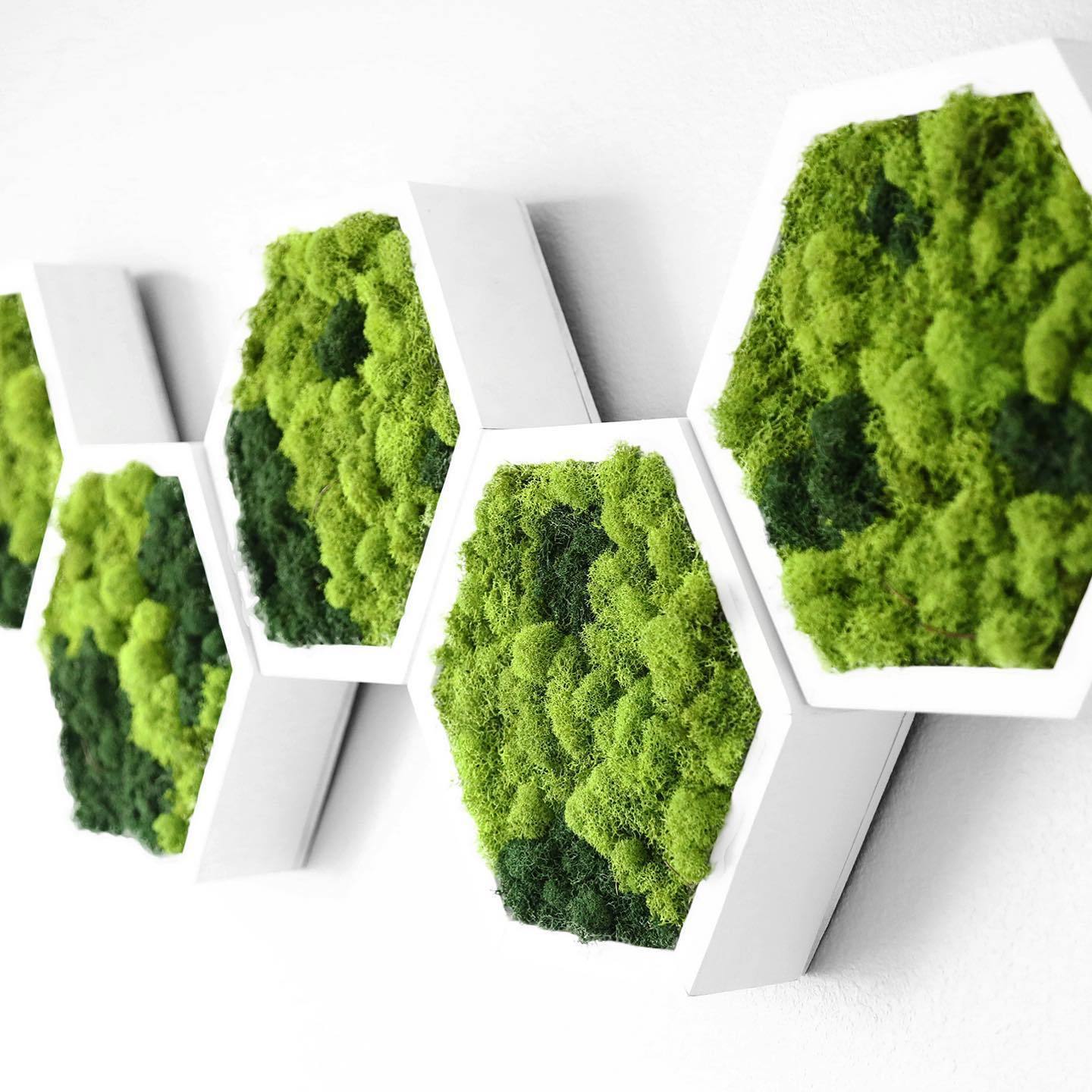 preserved moss Grass Hexagon wall art deco Real Moss Wall decor for Fairy Gardens Terrariums Any Craft