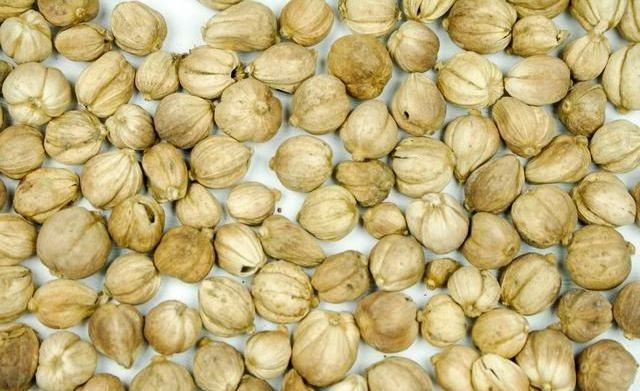 Organic Dried White Cardamom Single Spices & Herbs Wholesale Price Nutmeg Spices