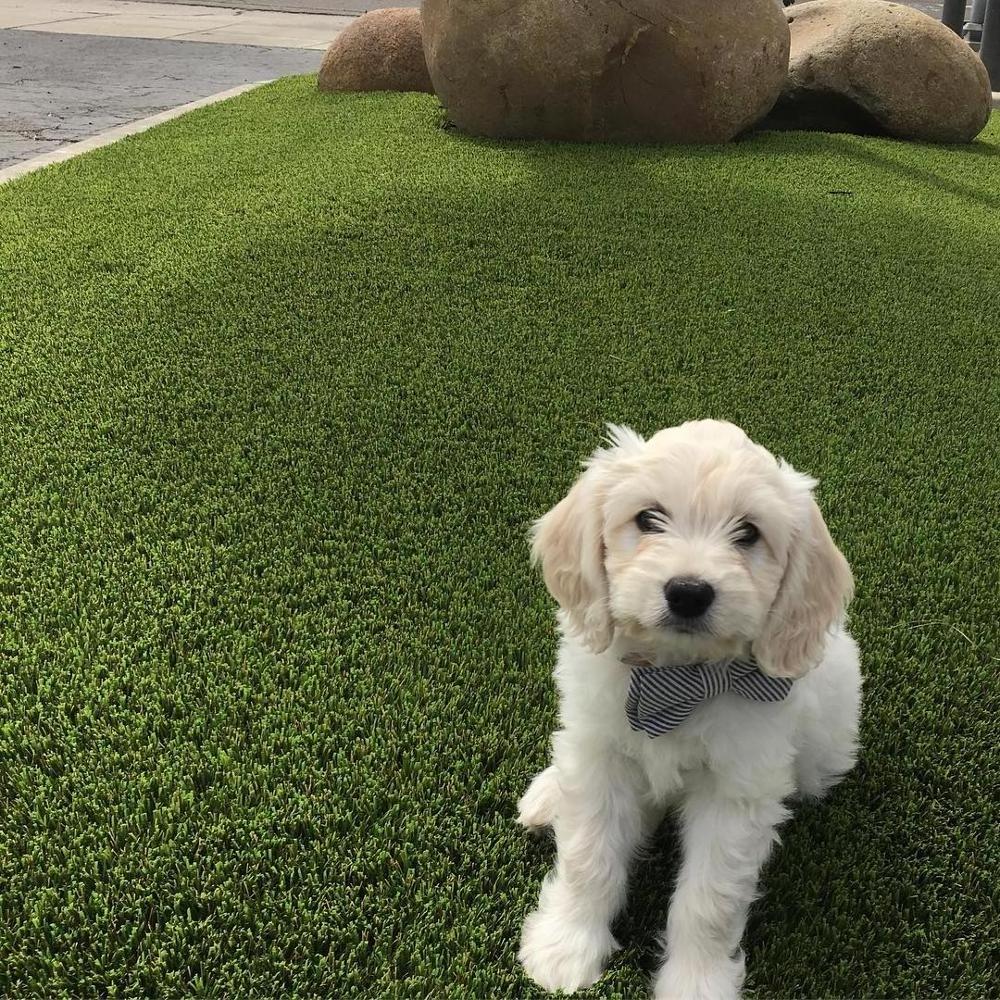 Dog and Pets soft grass mat popular 30 mm tall natural grass color fake synthetic grass mat