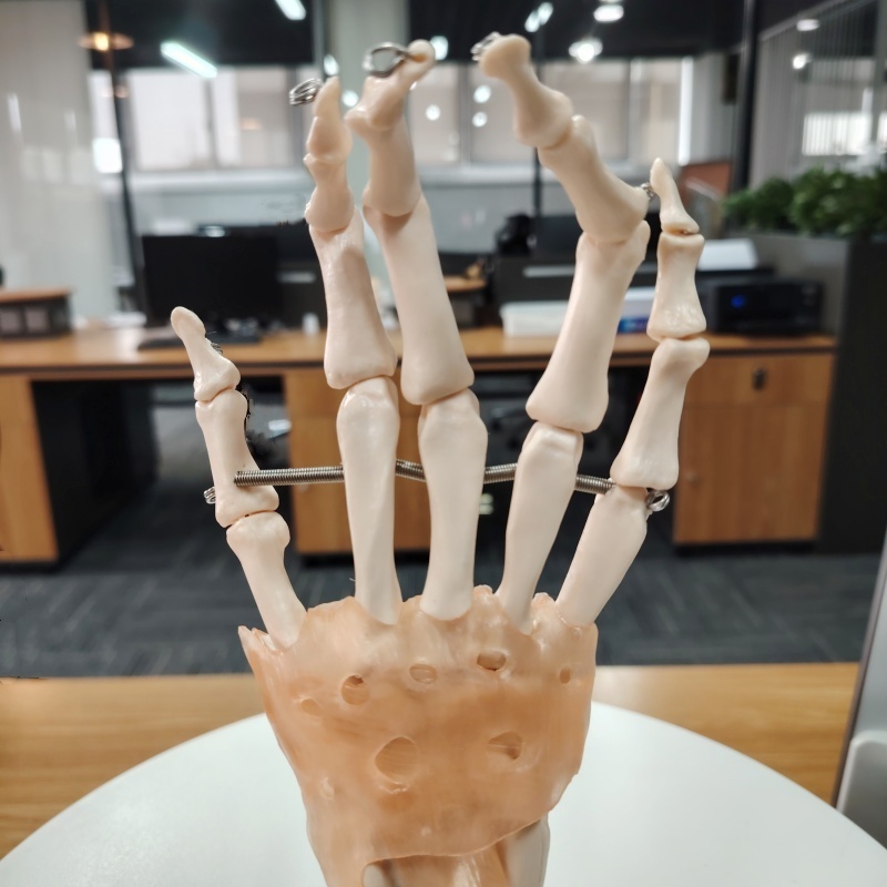 DARHMMY Life Size Hand Joint with Ligaments Anatomical Model for Medical Science