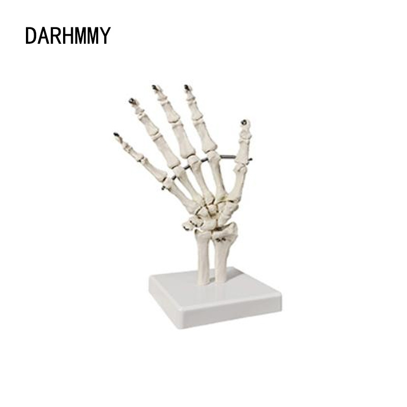 DARHMMY Life-Size Human Hand Joint Model Teaching Hand Skeleton for Medical Science