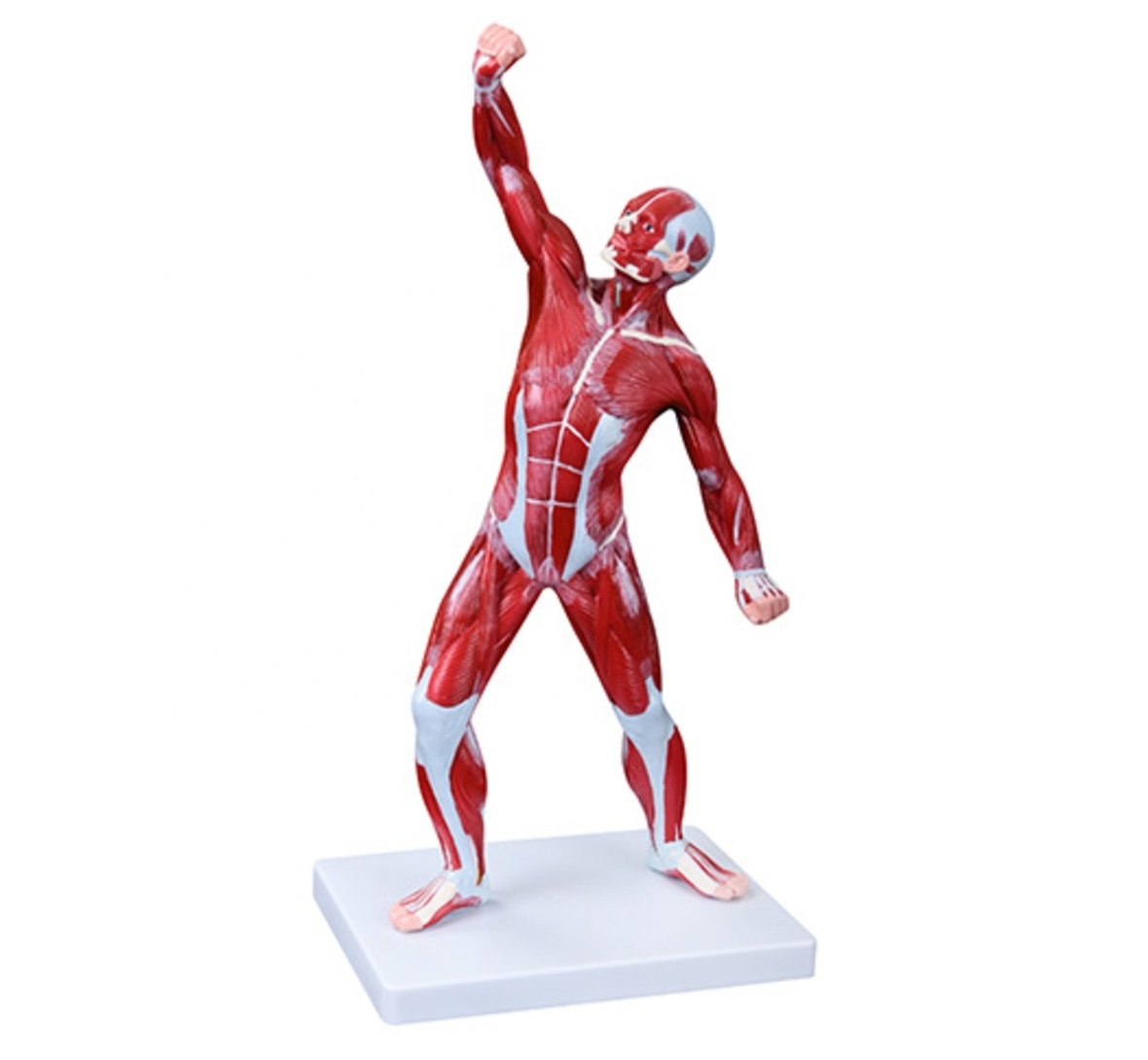 DARHMMY Medical Science Male Human Muscle Anatomical Model 50CM with 1 Part for Teaching