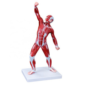 DARHMMY Medical Science Male Human Muscle Anatomical Model 50CM with 1 Part for Teaching