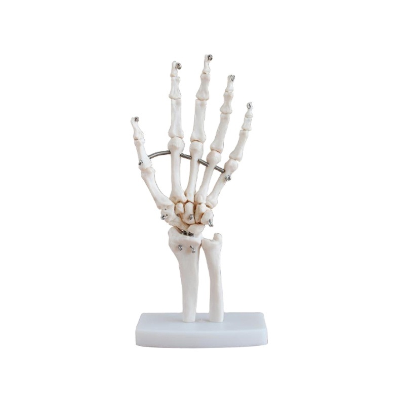 DARHMMY Life-Size Human Hand Joint Model Teaching Hand Skeleton for Medical Science