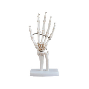 DARHMMY Life-Size Human Hand Joint Model Teaching Hand Skeleton for Medical Science