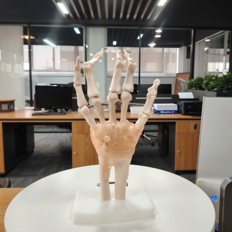 DARHMMY Life Size Hand Joint with Ligaments Anatomical Model for Medical Science