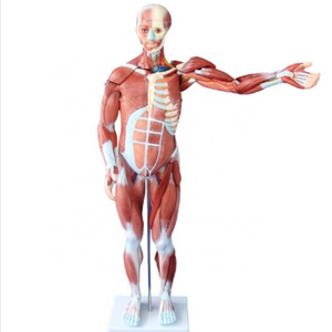 DARHMMY 80CM Medical Science Human Male Muscle Model with 27 Parts