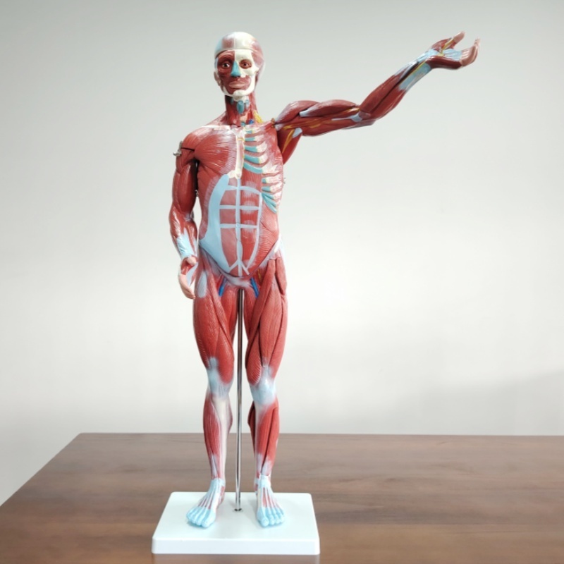 DARHMMY 80CM Medical Science Human Male Muscle Model with 27 Parts