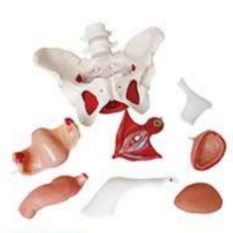 DARHMMY Advanced Female Pelvic Floor Muscle Model Human Anatomy for Medical Science