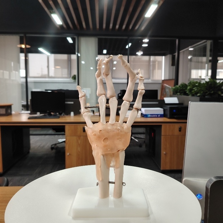 DARHMMY Life Size Hand Joint with Ligaments Anatomical Model for Medical Science