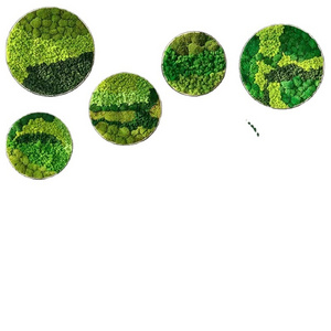 Wholesale Preserved Immortal Moss Boxed Wall Landscaping Decoration Supplies Green Plant Background White Hair Moss