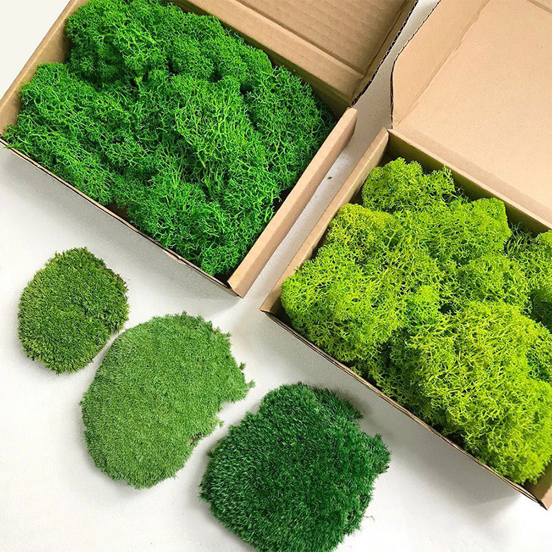 Wholesale Preserved Immortal Moss Boxed Wall Landscaping Decoration Supplies Green Plant Background White Hair Moss