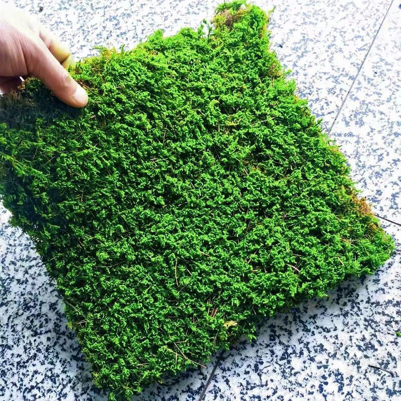 YUnnan Factory Whole Preserved Moss wall green moss wall art panels decorative preserved artificial moss wall panel