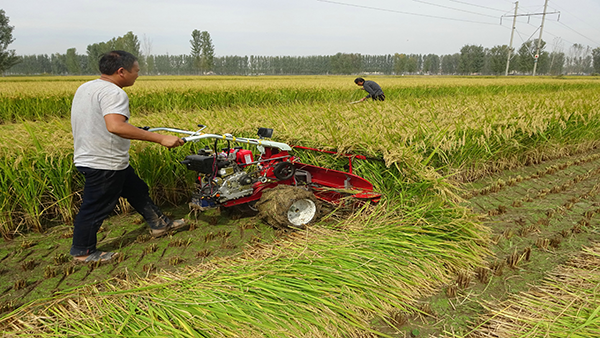 mini harvesters machine for rice agricultural machinery & equipment sweet corn harvesting