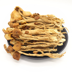 High quality wild plant rare edible korean dried mushroom tea tree mushroom