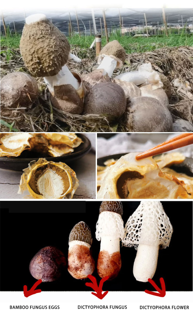 Wild Bamboo dried dictyophora Fungus egg Wholesale Dried Dictyophora Mushroom