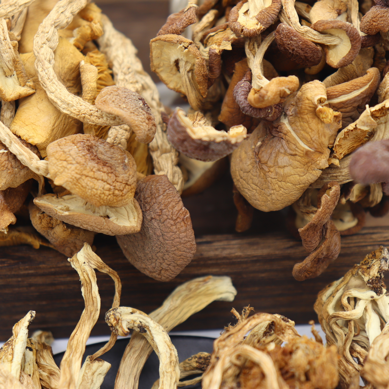 High quality wild plant rare edible korean dried mushroom tea tree mushroom