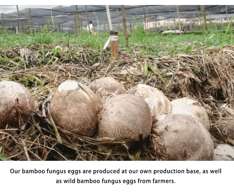 Dried Dictyophora Mushroom Wild Bamboo Fungus egg