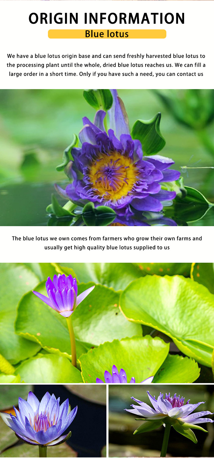 Natural Handmade Chinese Gorgeous Blooming Healing Dried Blue Lotus Flower Tea