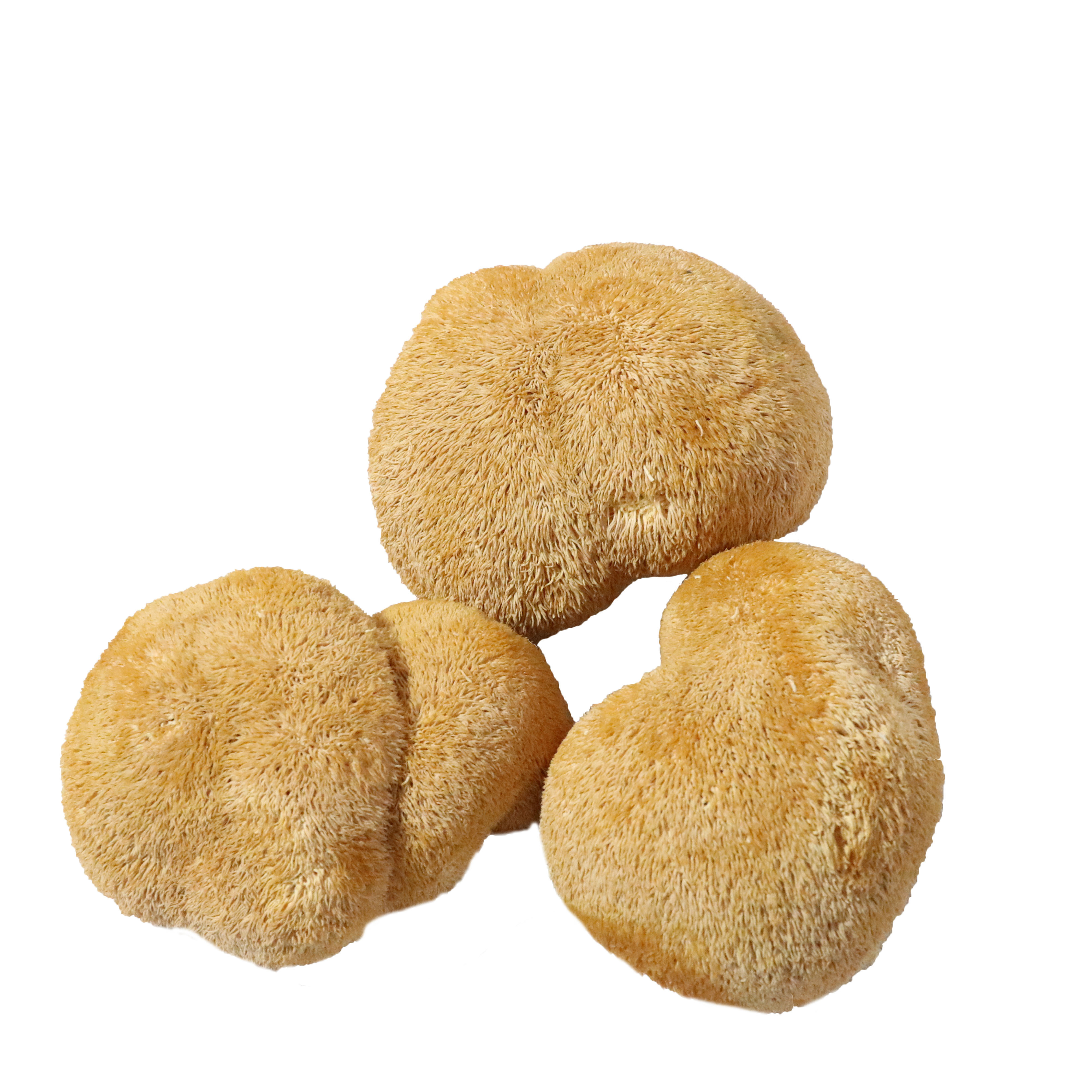 wholesale price of 1kg lion's mane mushroom High Quality hericium erinaceus Bulk dried lions mane mushrooms for sale