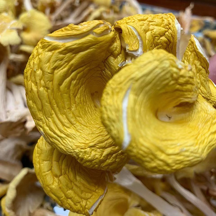 Wild Dried Chanterelle Mushrooms Low Prices Mushrooms Chanterelle