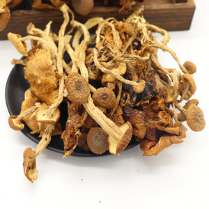 Factory Wholesale High Quality Organic Tea Tree Mushrooms Air Dried Tea Tree shitake Mushrooms