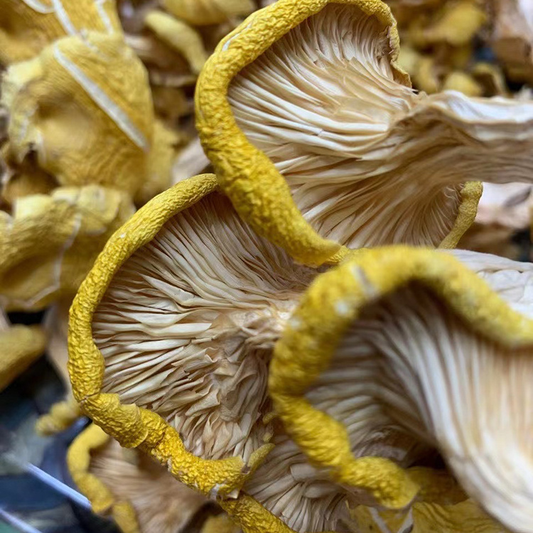 Wild Dried Chanterelle Mushrooms Low Prices Mushrooms Chanterelle