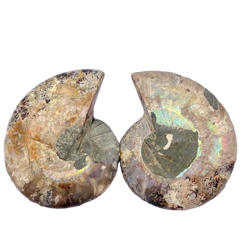 Natural Jade Ammonite Fossil Slice Madagascar Seashell Conch For Healing Gift