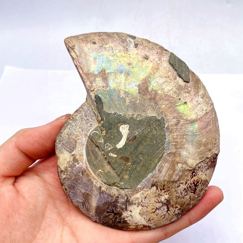 Natural Jade Ammonite Fossil Slice Madagascar Seashell Conch For Healing Gift