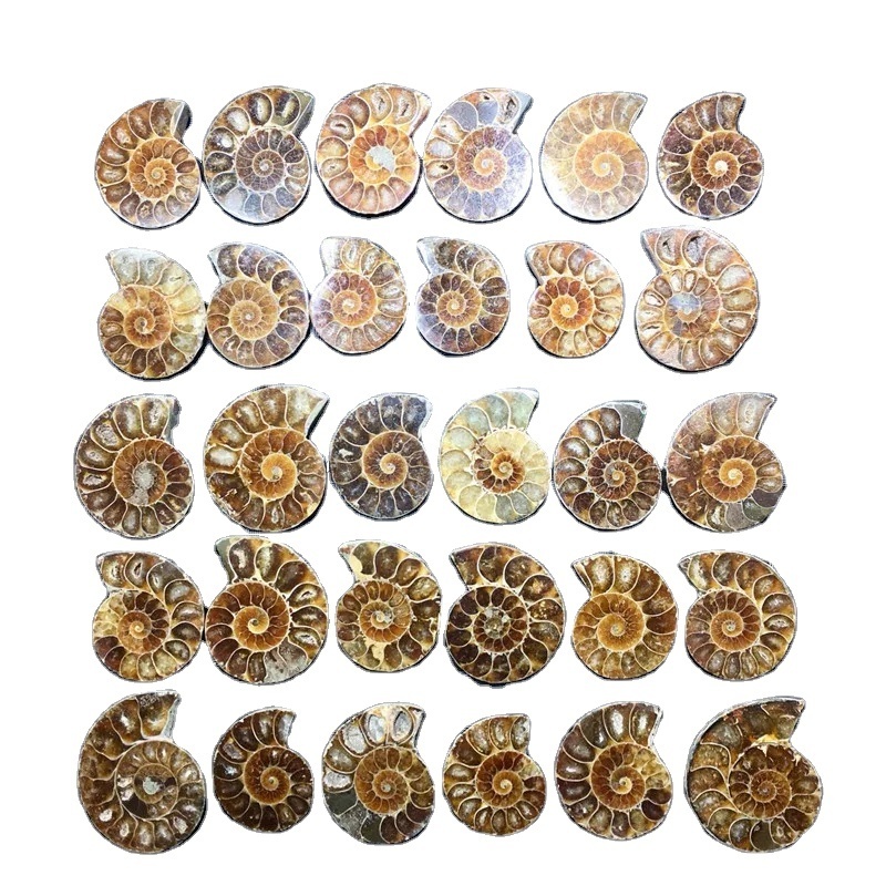 Hot sale product fengshui crystal natural ammonites for home decoration