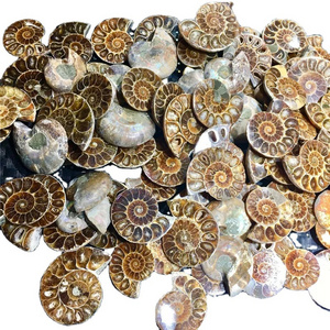 Hot sale product fengshui crystal natural ammonites for home decoration