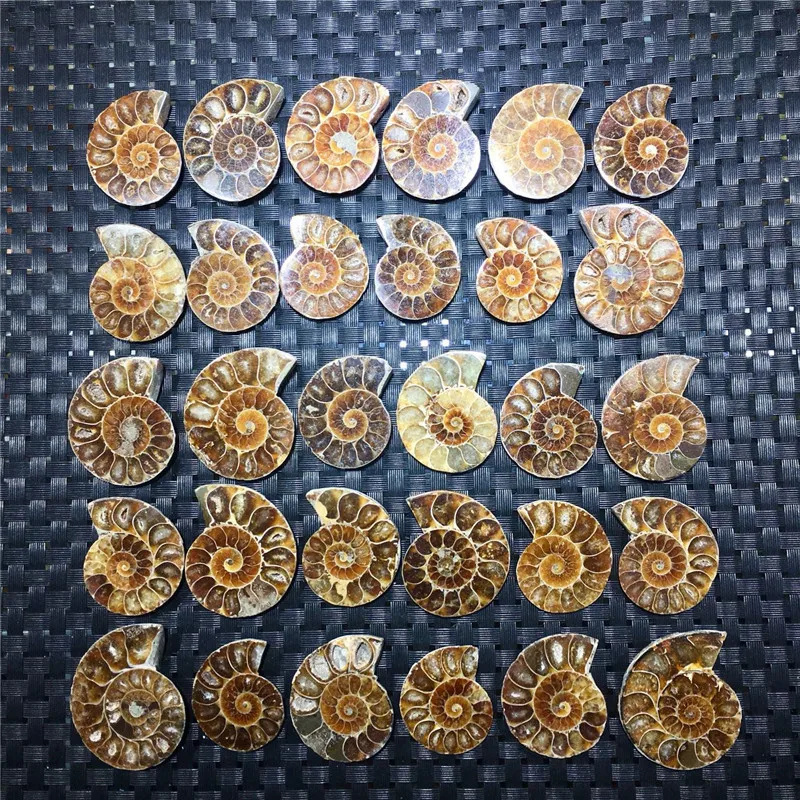 Hot sale product fengshui crystal natural ammonites for home decoration